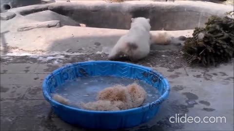 Funny Polar Bear Cubs, Video Lucu Bayi Beruang Kutub, Anak Beruang Salju,