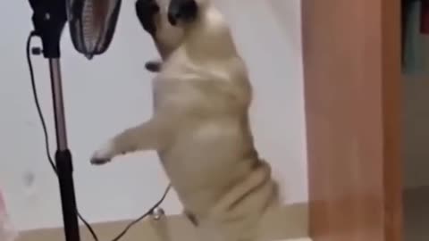 Funny Cuties Dog Need Some Air