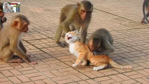 Monkey with cat romantic animal Video