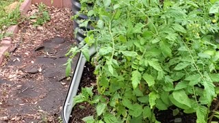 Implementing a rain barrel for the raised bed garden. #7