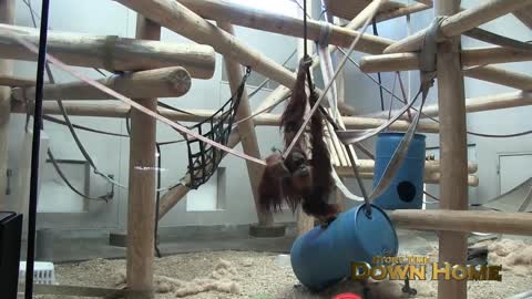 Orangutan Kisses Baby