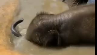 BABY ELEPHANT TAKING A BATH ❤️