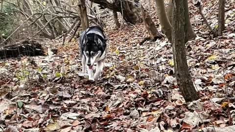 ❤️💙🖤🤎🐾🐺🐾🤎🖤💙❤️ #husky #siberianhuskies #dogsofinstagram #dog