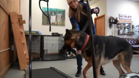 New !! Posltlve dog training instructional video