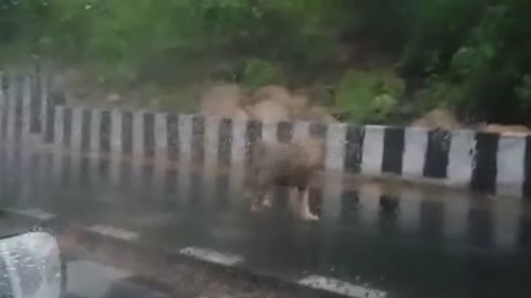 Lions paid visit to Indian town twice in a week, causing panic among people