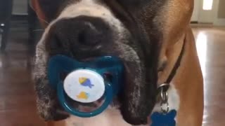 Este boxer no quiere crecer ¡y no hay problema!