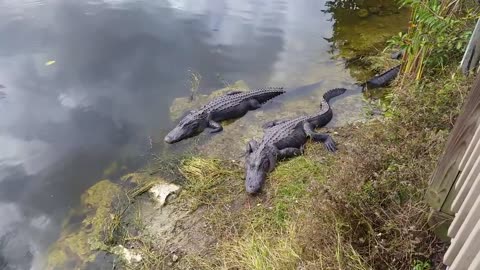 Florida Everglades along Route 41