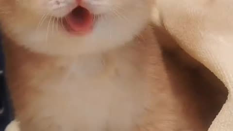 The Cuteness Overload: Kittens