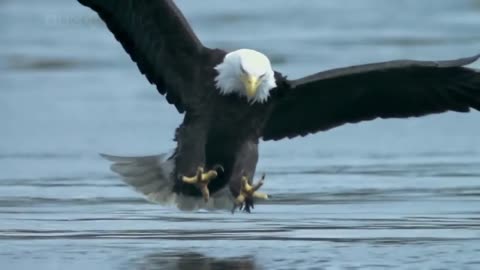 AMERICAN EAGLE HUNTING SALMON