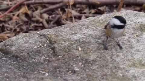 McLaughlin Bay Wildlife Reserve