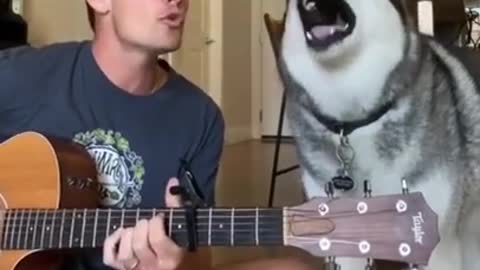 singing and talking dogs