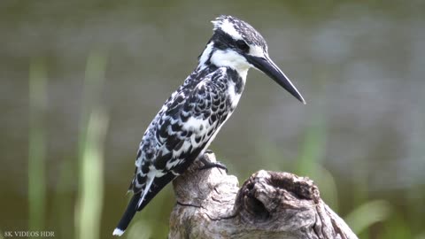 African Pied Kingfisher