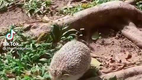 Hedgehog on the field