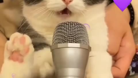 Real voice of 🐱, real sound of cute cat