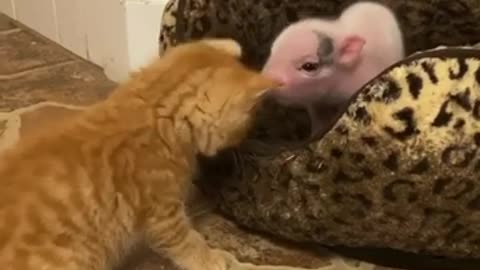 Little kitty and little piggy friendship #shorts #viral #shortsvideo #video