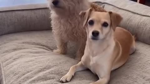 Dogs get curious when their owner say all of their favorite words on the phone.