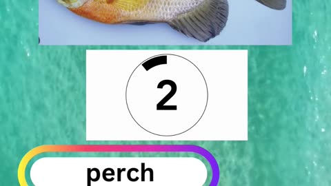 Fish Frenzy 13 A fast-paced quiz short