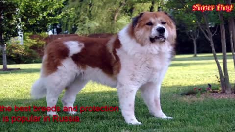 Top Strongest Dog In The World, Giant Dog Breed # Top Strongest Dog In The World