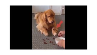 22M views: New Funny Animals 😂 Funniest Cats and Dogs Videos 😺🐶