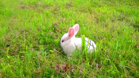 Amazing Rabbit funny compilation vidoes on the Forest