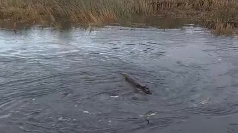 Vortex in the river devours all kinds of things