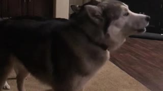 Adorable Husky howling