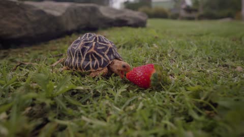 Indian Star Tortoise loves eating Strawberries