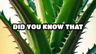 Aloe Vera Usage You Never Heard Of