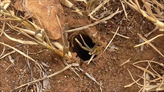 Ant Spider Inspects Vacant Home