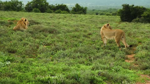 Lion#Tiger#Bigcat