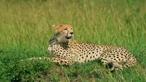 Animal wild life vedio.(Animal Documentary) Watch new Vedio!