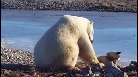 A polar bear stroking the head of a husky. He must have thought the husky was his child