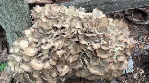 Maitake mushrooms (hen of the wood)