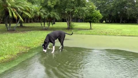 Florida Great Dane Enjoys Splashing In The Putting Green Rain Pool