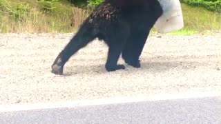 Would You Like Your Bear To-Go?