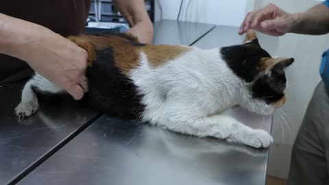 The 10-year-old female stray cat has a gigantic swollen face