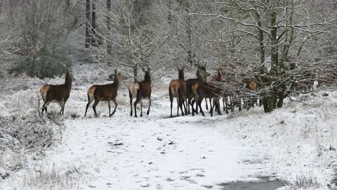 Dancing Amongst Nature: The Enchanting World of Deer's