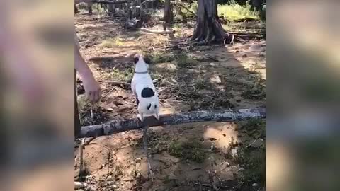 Jumping Jack Russell uses environment to fetch stick