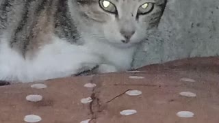 The cat's eyes changed color, due to the light
