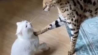 Cat shows mercy