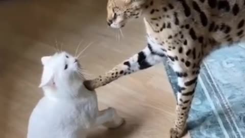 Cat shows mercy