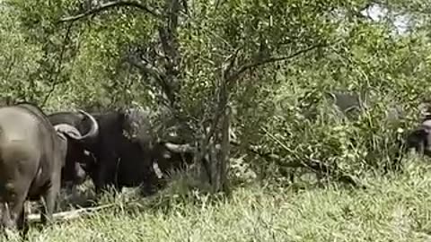 Male Lion Tossed and Trampled by Angry Buffalo Herd