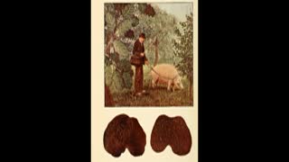 Bitchute Exclusive Video 85 Truffle Cultivation History