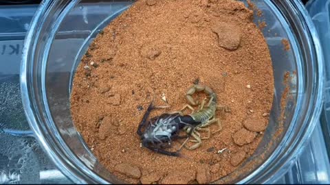 Male Androctonus liouvilleimoulting timelapse.