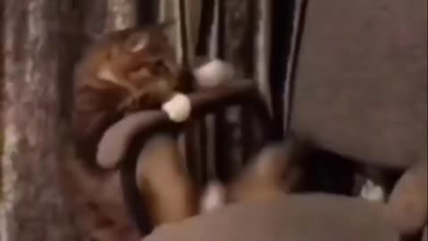 Funny Cat Video