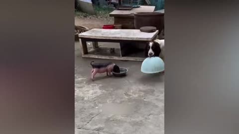Dogs funny video 🤣🤣