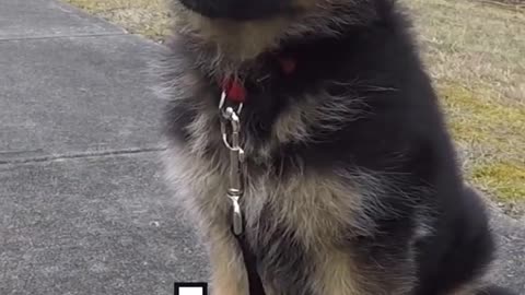 German shepherd