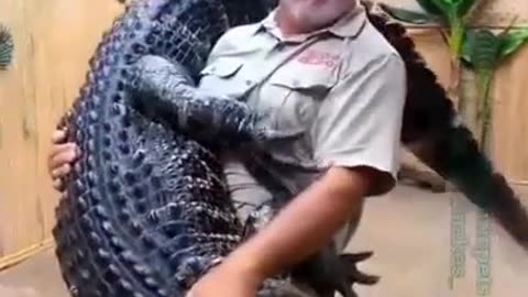 Dance with a crocodile