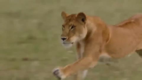 Touching Story ! Lion Becomes Gentle To Adopt Cheetah's Cubs - Cheetah Vs ,Oryx-6