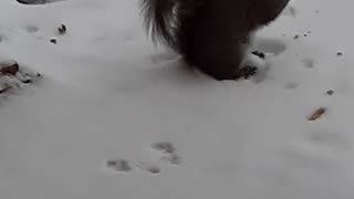 Snow Squirrel